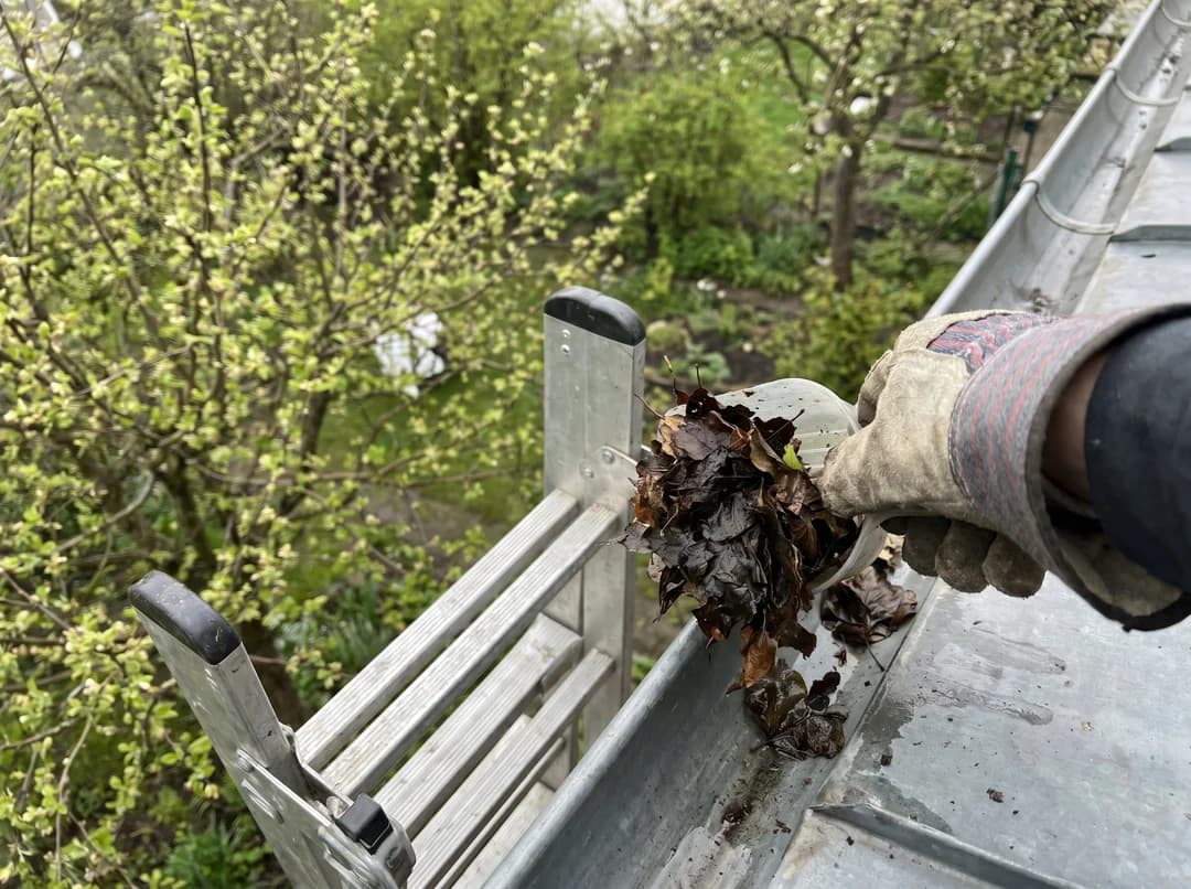 Nettoyage de gouttière avec mains gantées et feuilles mouillées au printemps